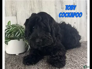 Cockapoo dogs for sale: Toby - Ad 4