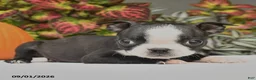 Boston Terrier dogs for sale: Jana - Ad 2