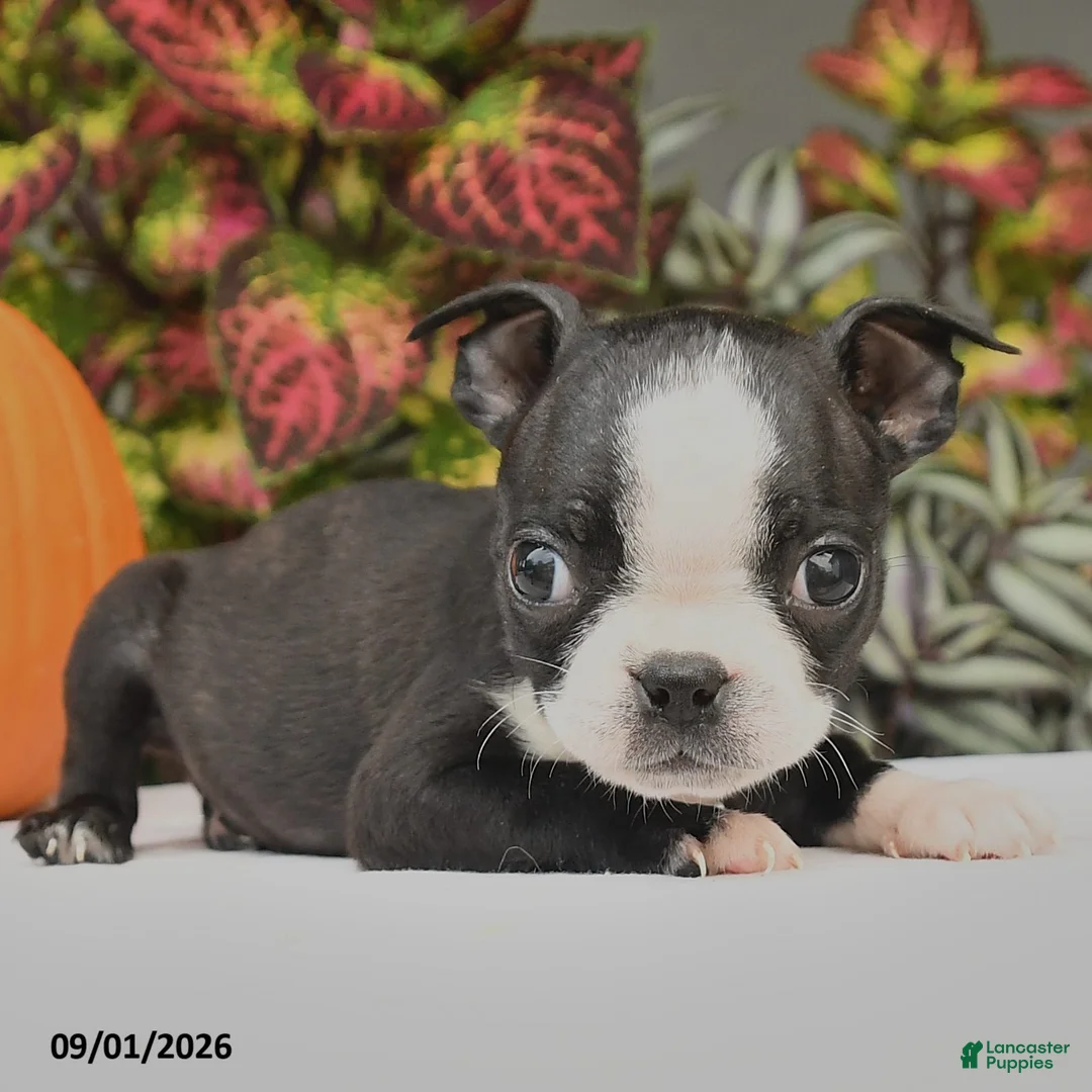 Boston Terrier dogs for sale: Jana - Ad 2
