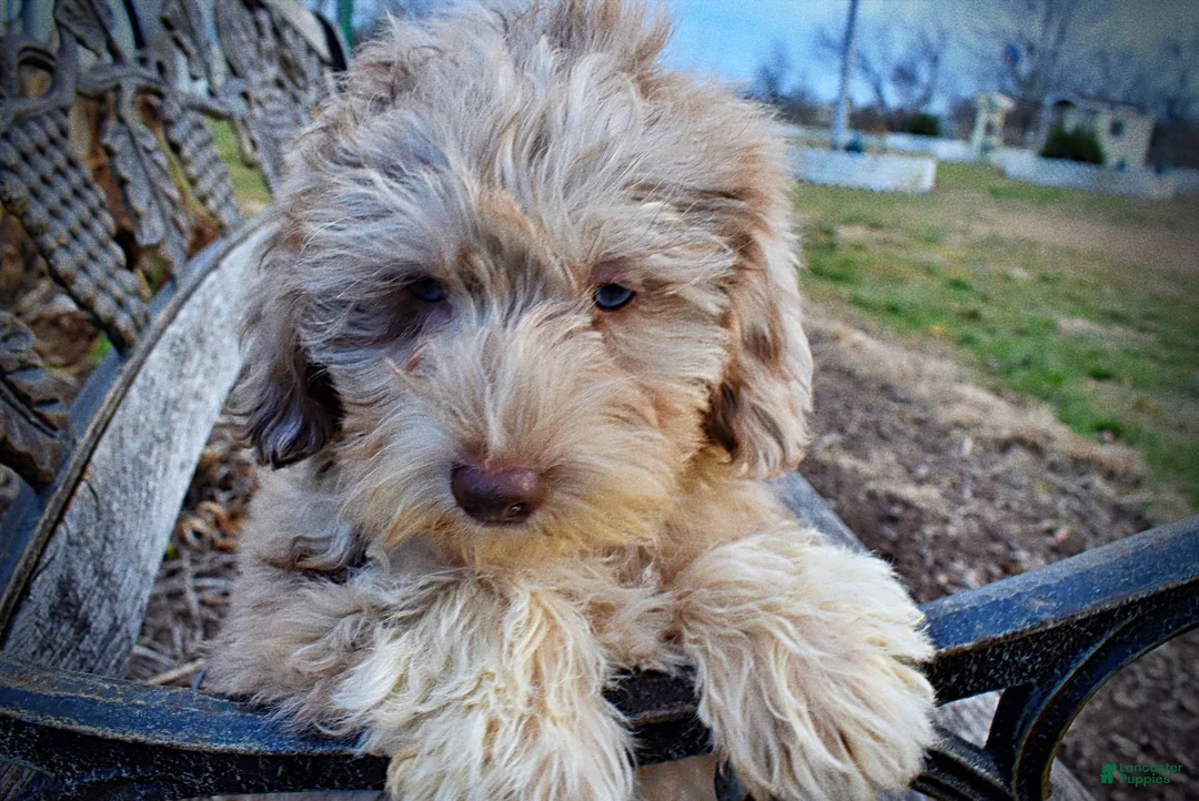 Havapoo dogs for sale: Webster - Ad 24