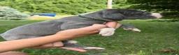 Great Dane dogs for sale: Dakota - Ad 4