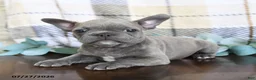 Frenchton dogs for sale: Josh - Ad 3