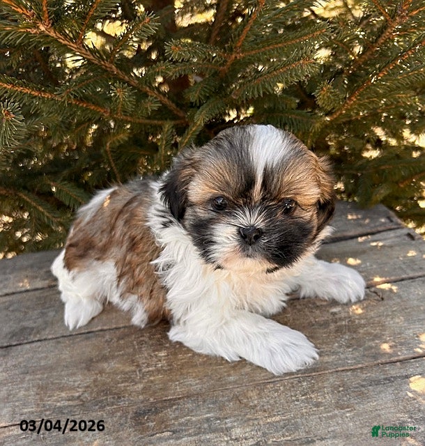 Shih Tzu dogs Jemmy - Ad 1