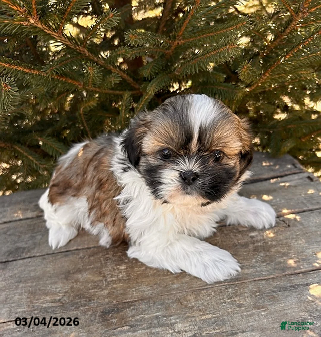 Shih Tzu dogs for sale: Jemmy - Ad 1