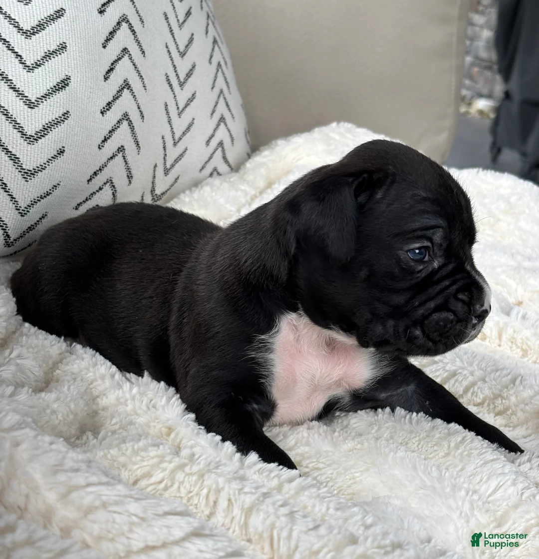 Boxer dogs for sale: Charlie  - Ad 1
