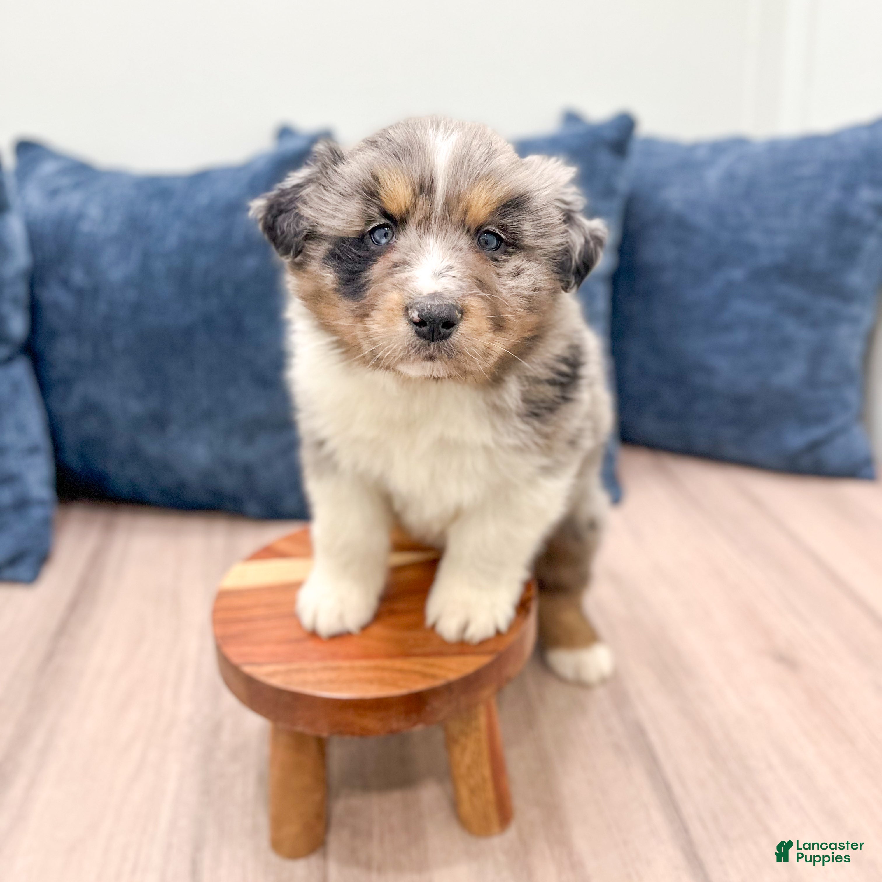 Australian Shepherd dogs Theodore - Ad 2