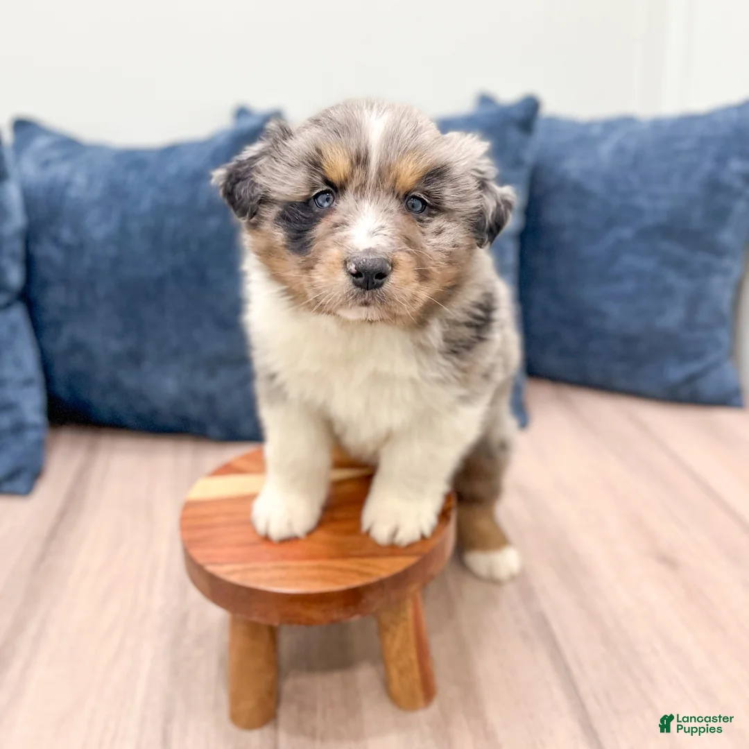 Australian Shepherd dogs for sale: Theodore - Ad 2