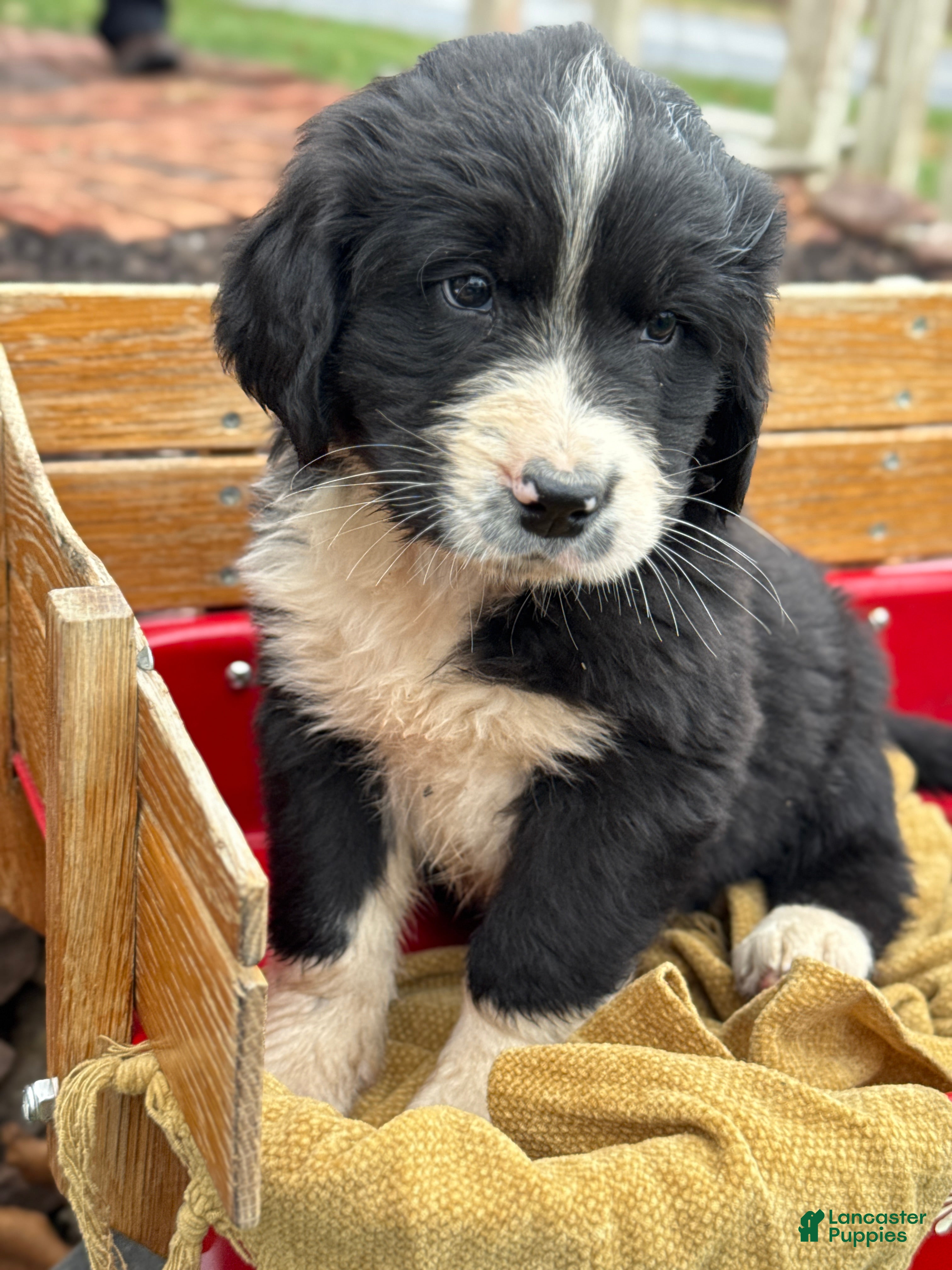 Mixed Breed dogs Walter - Ad 36