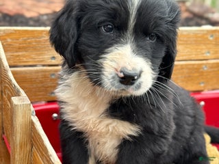 Mixed Breed dogs Walter - Ad 4