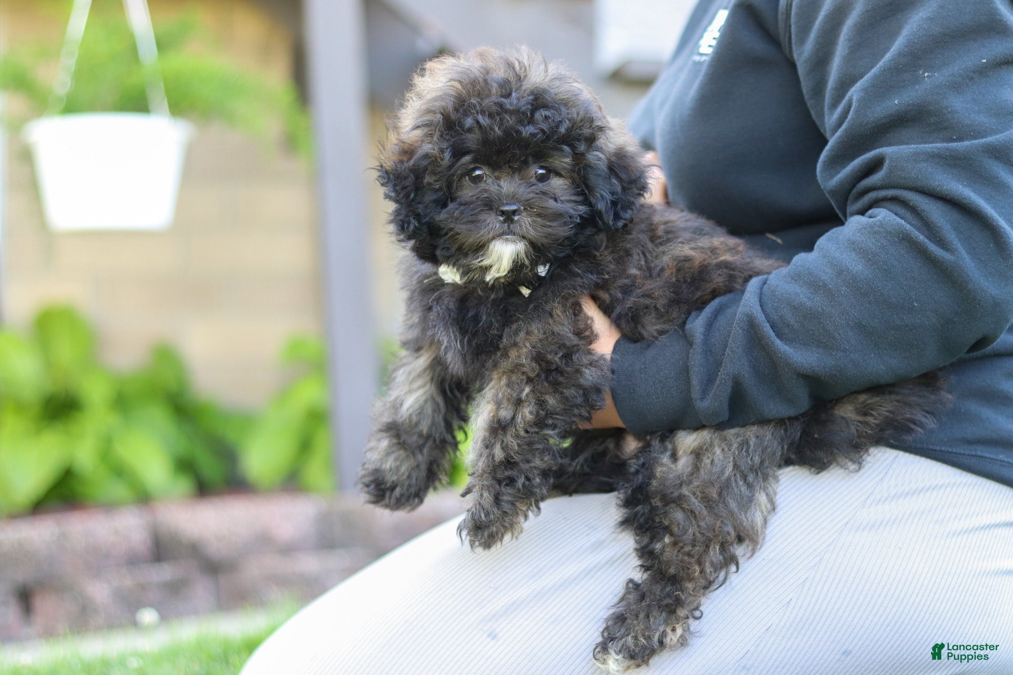 Shihpoo dogs Troy - Ad 2