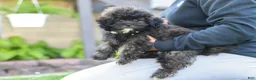 Shihpoo dogs for sale: Troy - Ad 2