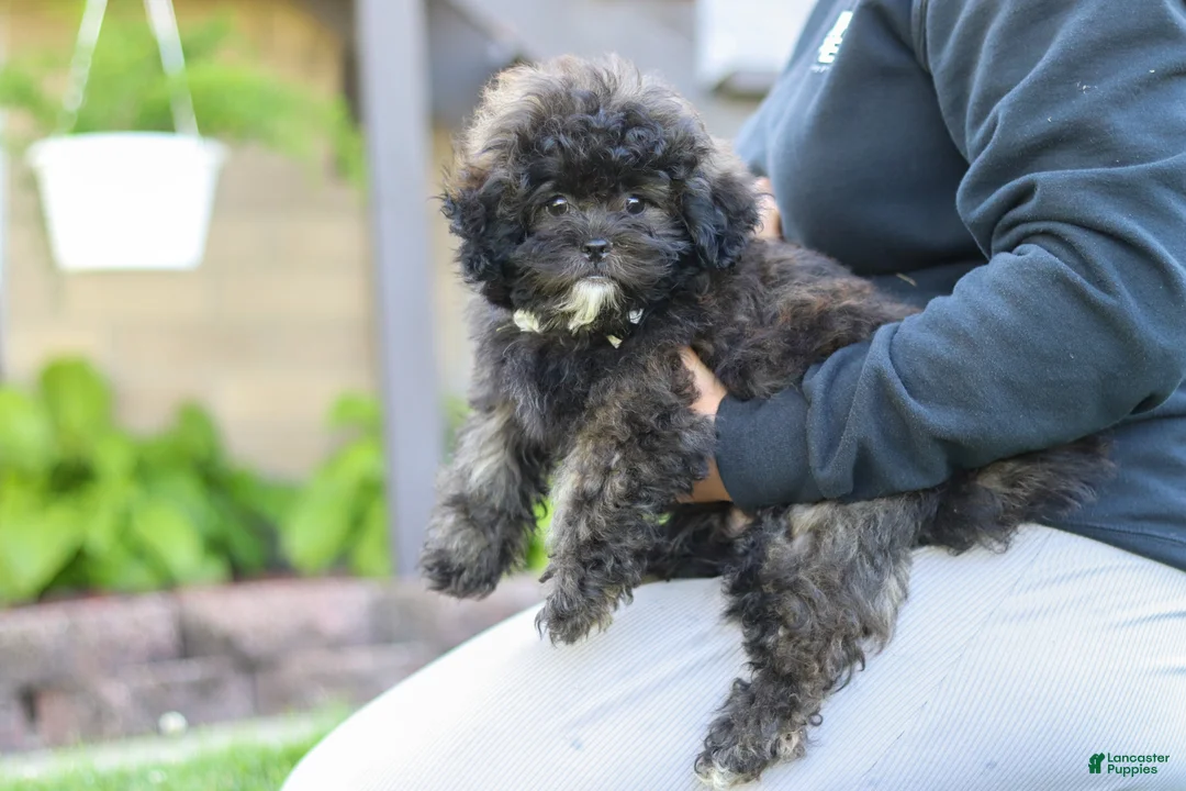 Shihpoo dogs for sale: Troy - Ad 2