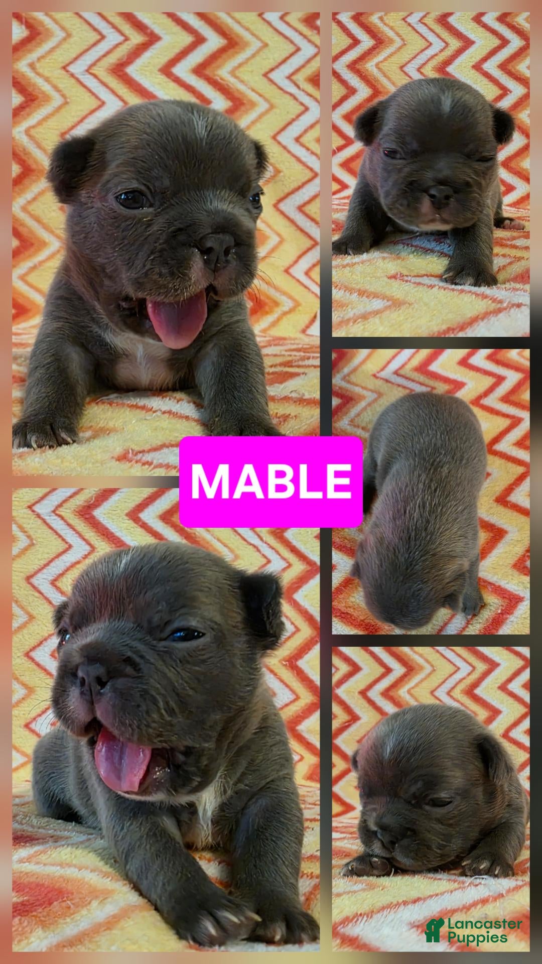 French Bulldog dogs Mable - Ad 2