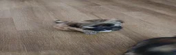 Shorkie dogs for sale: Shorkie Puppy 1 - Ad 2