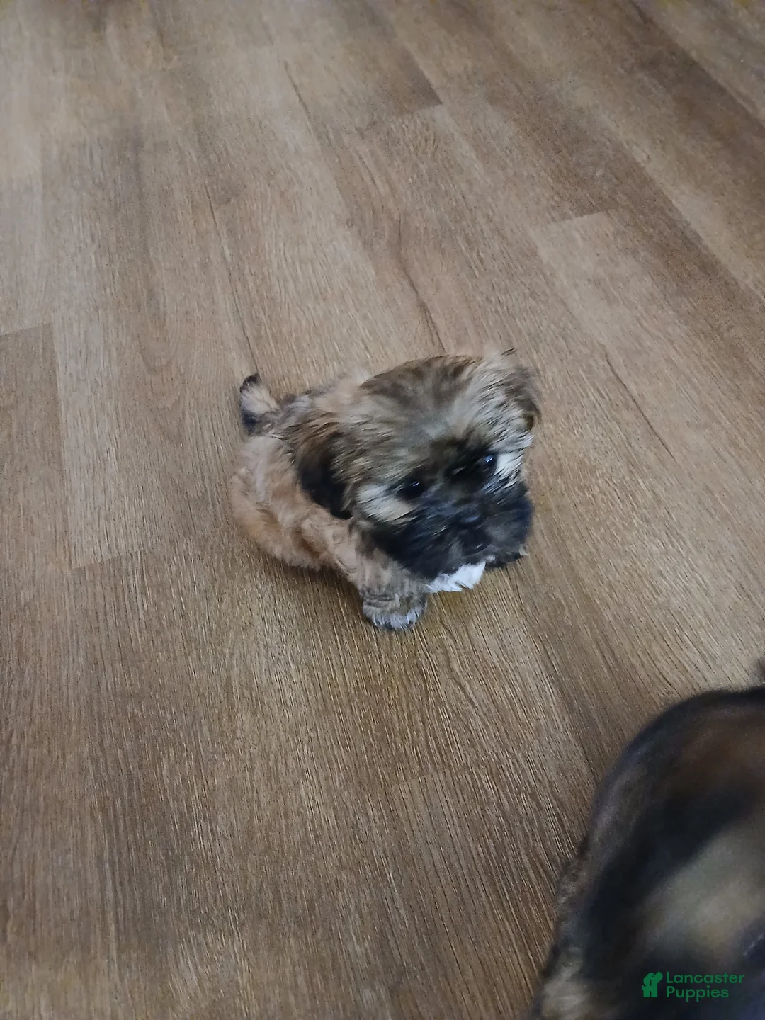 Shorkie dogs for sale: Shorkie Puppy 1 - Ad 2