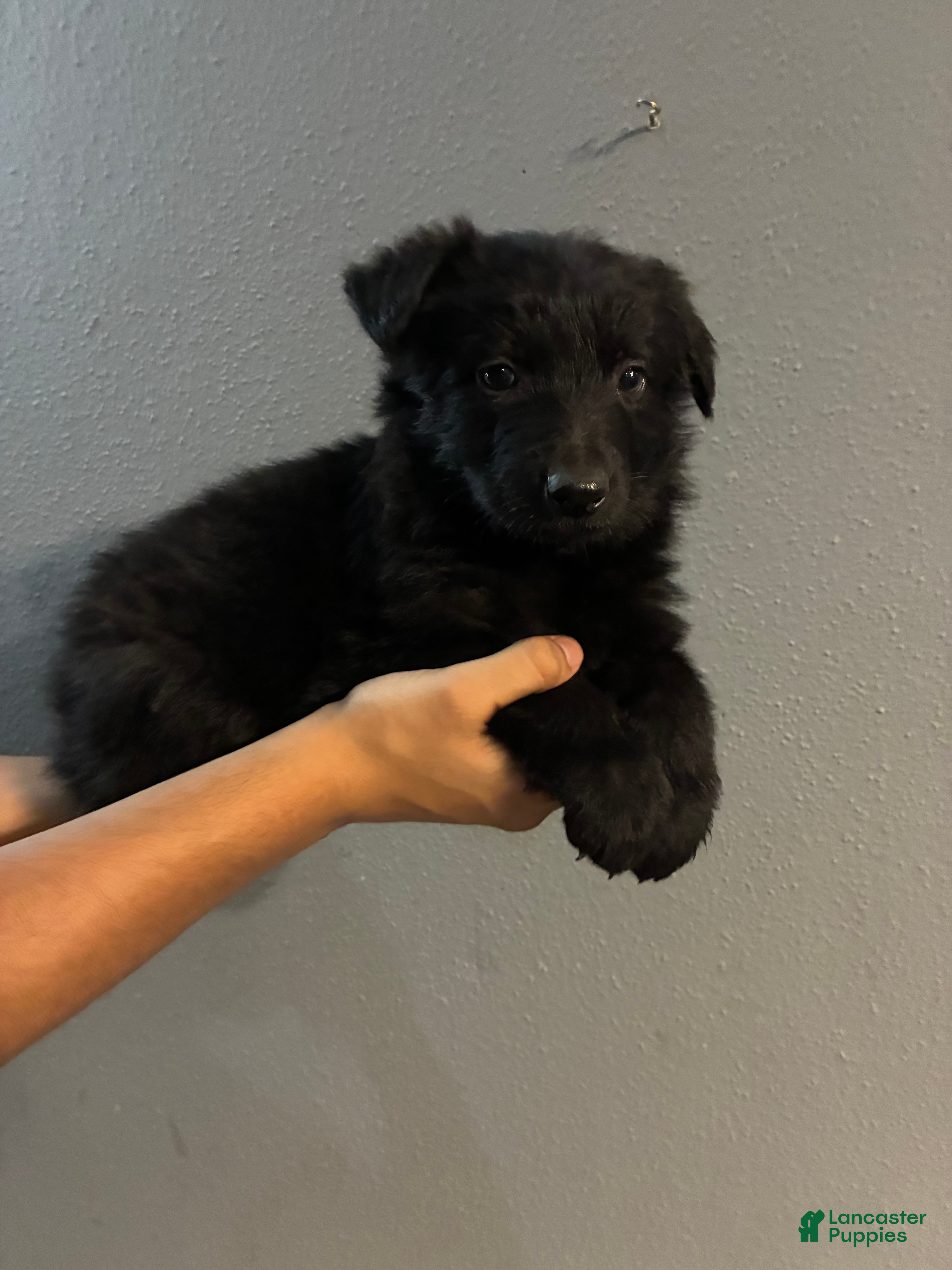 German Shepherd dogs  Puppy 5 - Ad 28