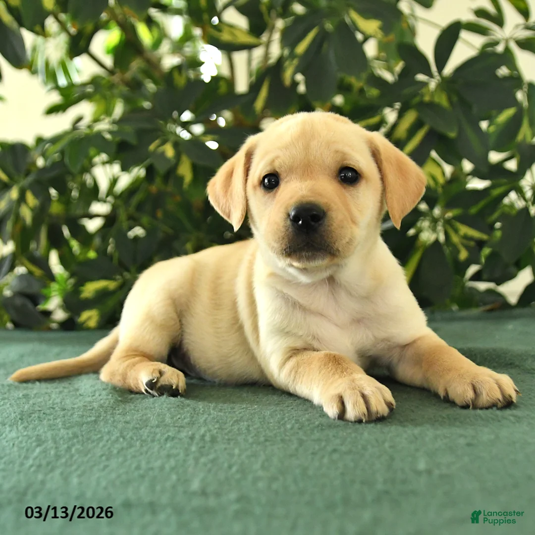 Mixed Breed dogs for sale: Maverick - Ad 2