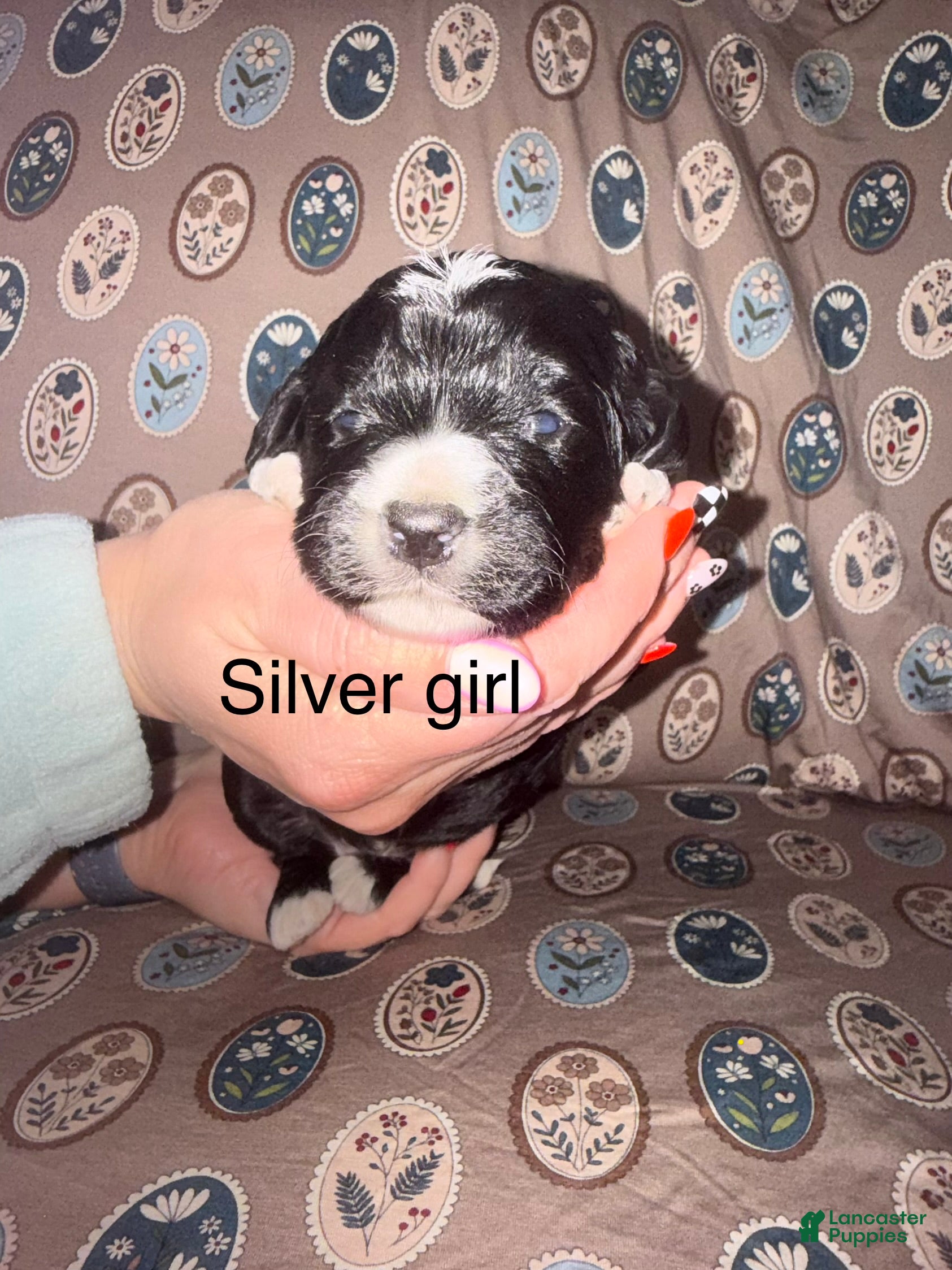 Mixed Breed dogs for sale: Silver collar girl - Ad 4