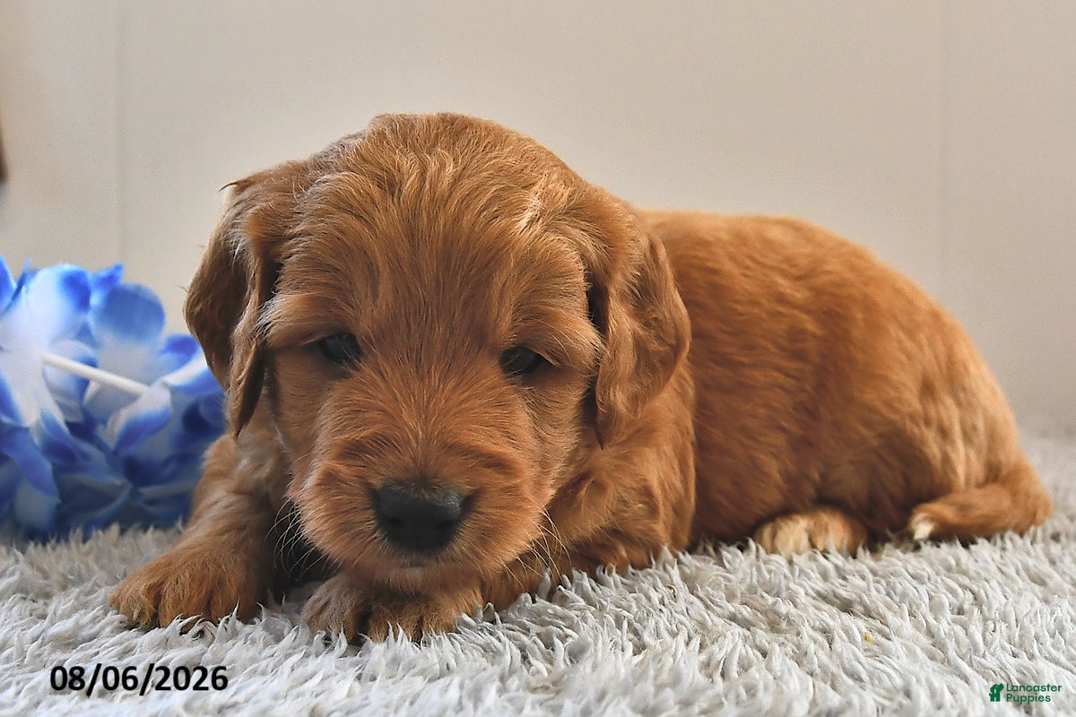 Mini Goldendoodle dogs Cooper - Ad 2