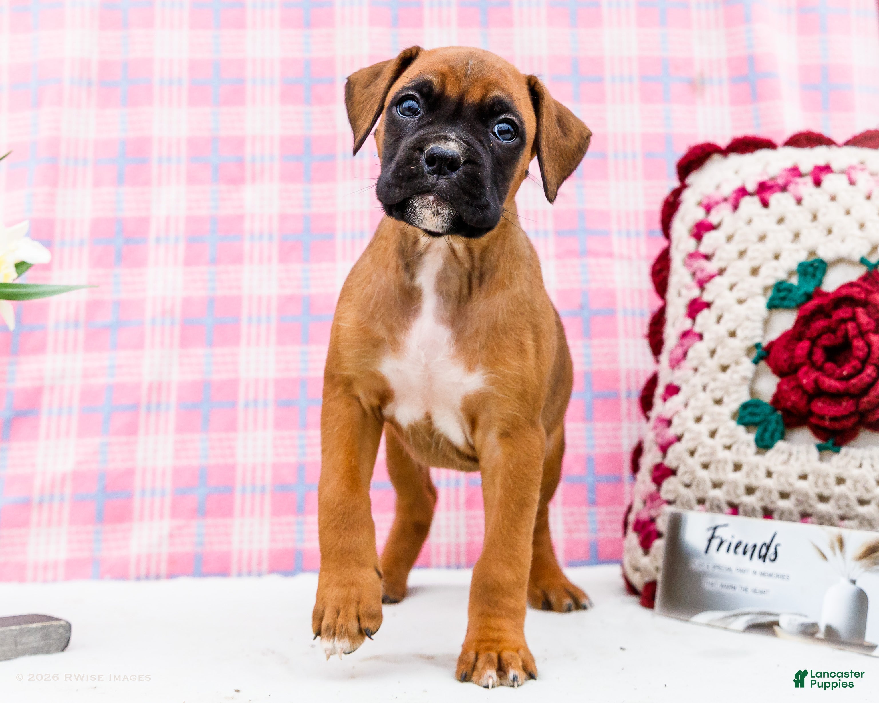 Boxer dogs Valentine - Ad 1
