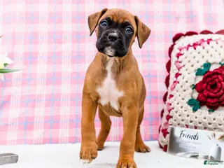 Boxer dogs for sale: Valentine - Ad 4