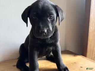 Labrador Retriever dogs Lennon - Ad 36