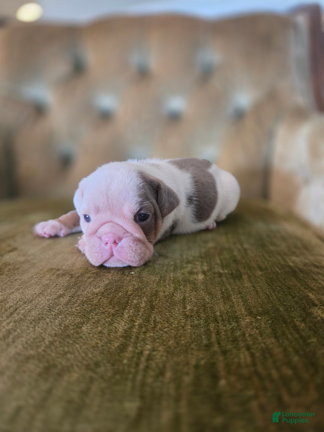 English Bulldog dogs for sale: Skye - Ad 3