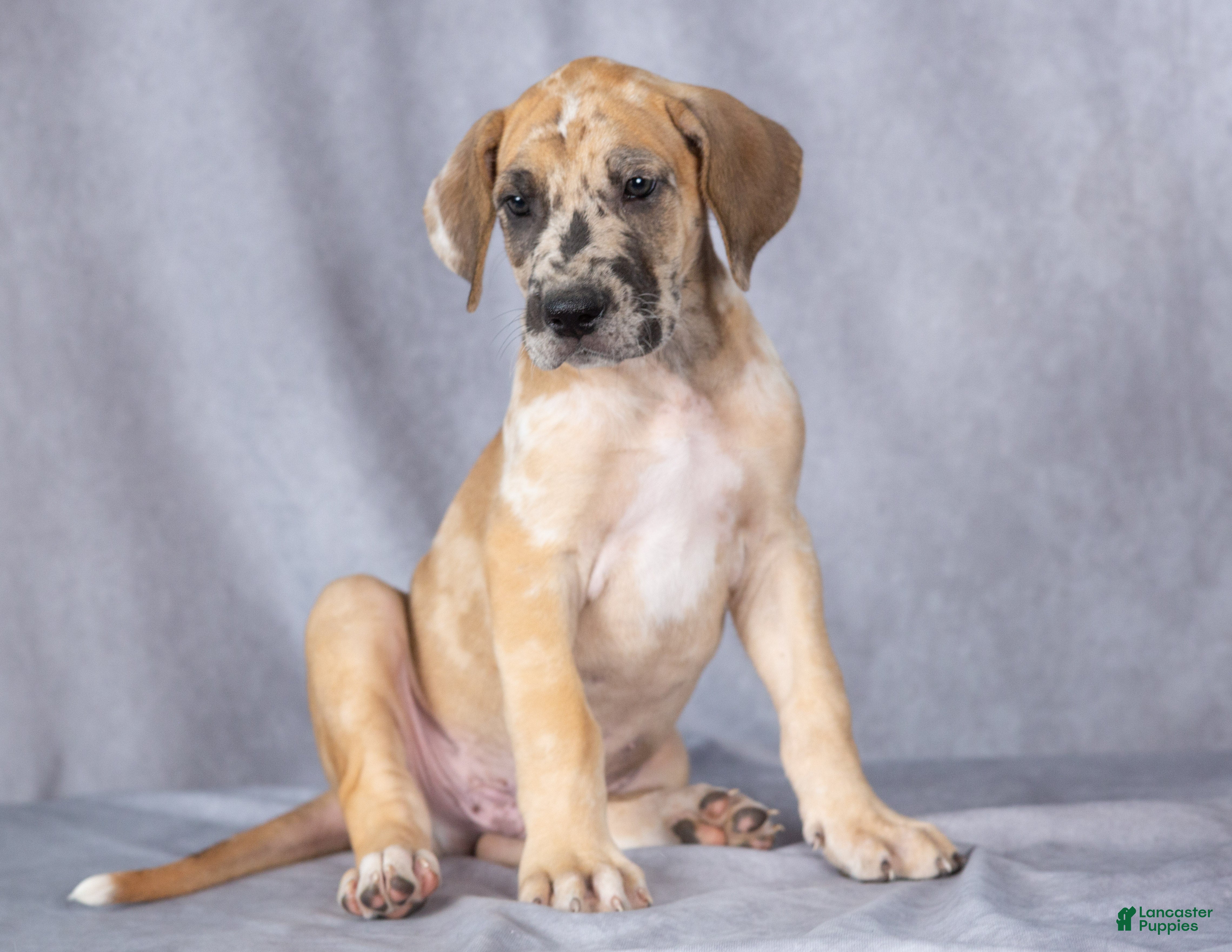 Great Dane dogs for sale: Marmaduke - Ad 2