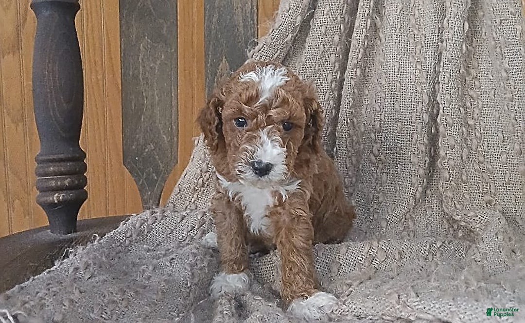 Gallery Image {{count}}