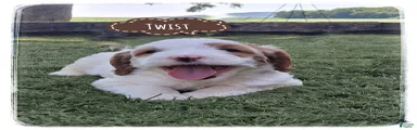 Twist
