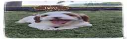 Cavapoo dogs for sale: Twist - Ad 1