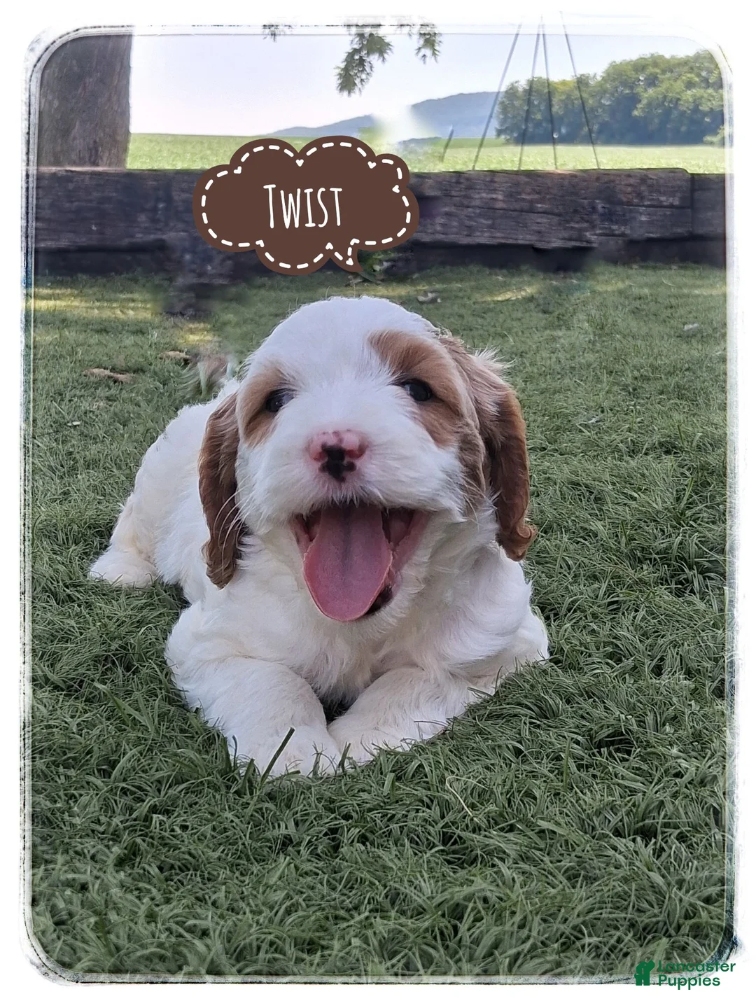 Cavapoo dogs for sale: Twist - Ad 1