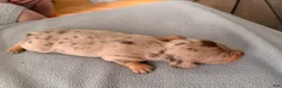 Miniature Dachshund dogs for sale: Champion bred import smooth dapple - Ad 4