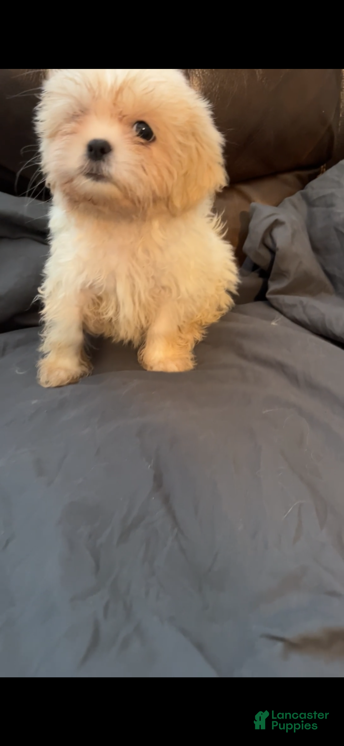 Mixed Breed dogs Milo  - Ad 27