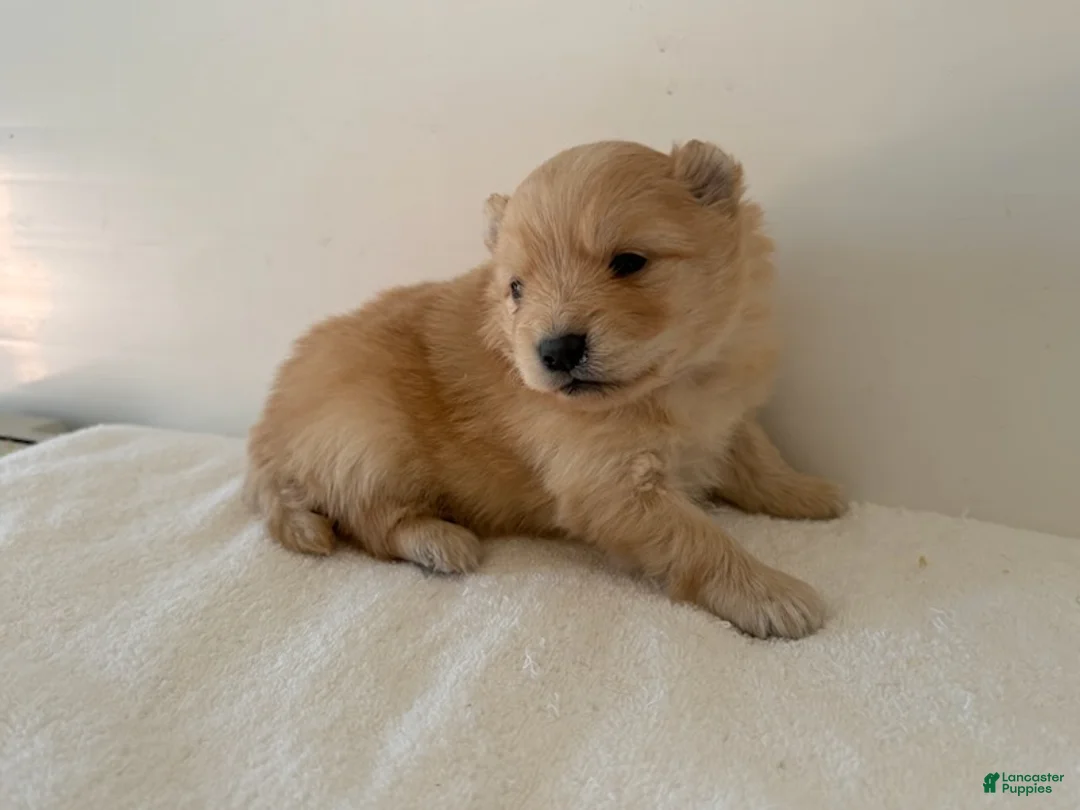 Pomeranian dogs for sale: Lettie - Ad 3