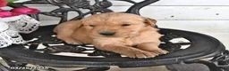 Golden Retriever dogs for sale: Megan - Ad 5
