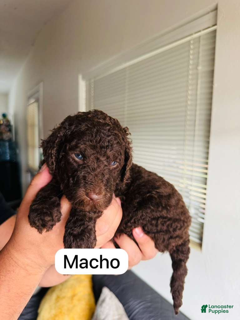 Standard Poodle dogs Standard Poodle Puppy 2 - Ad 30