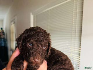 Standard Poodle dogs Standard Poodle Puppy 2 - Ad 32