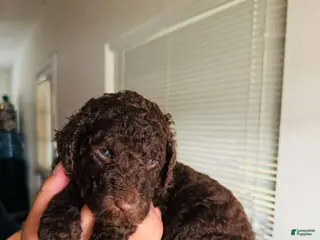 Standard Poodle dogs Standard Poodle Puppy 2 - Ad 36