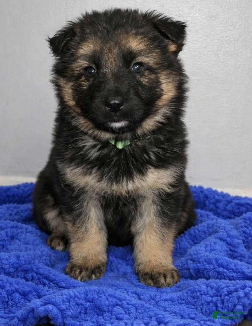 German Shepherd dogs German Shepherd Puppy 6 - Ad 1
