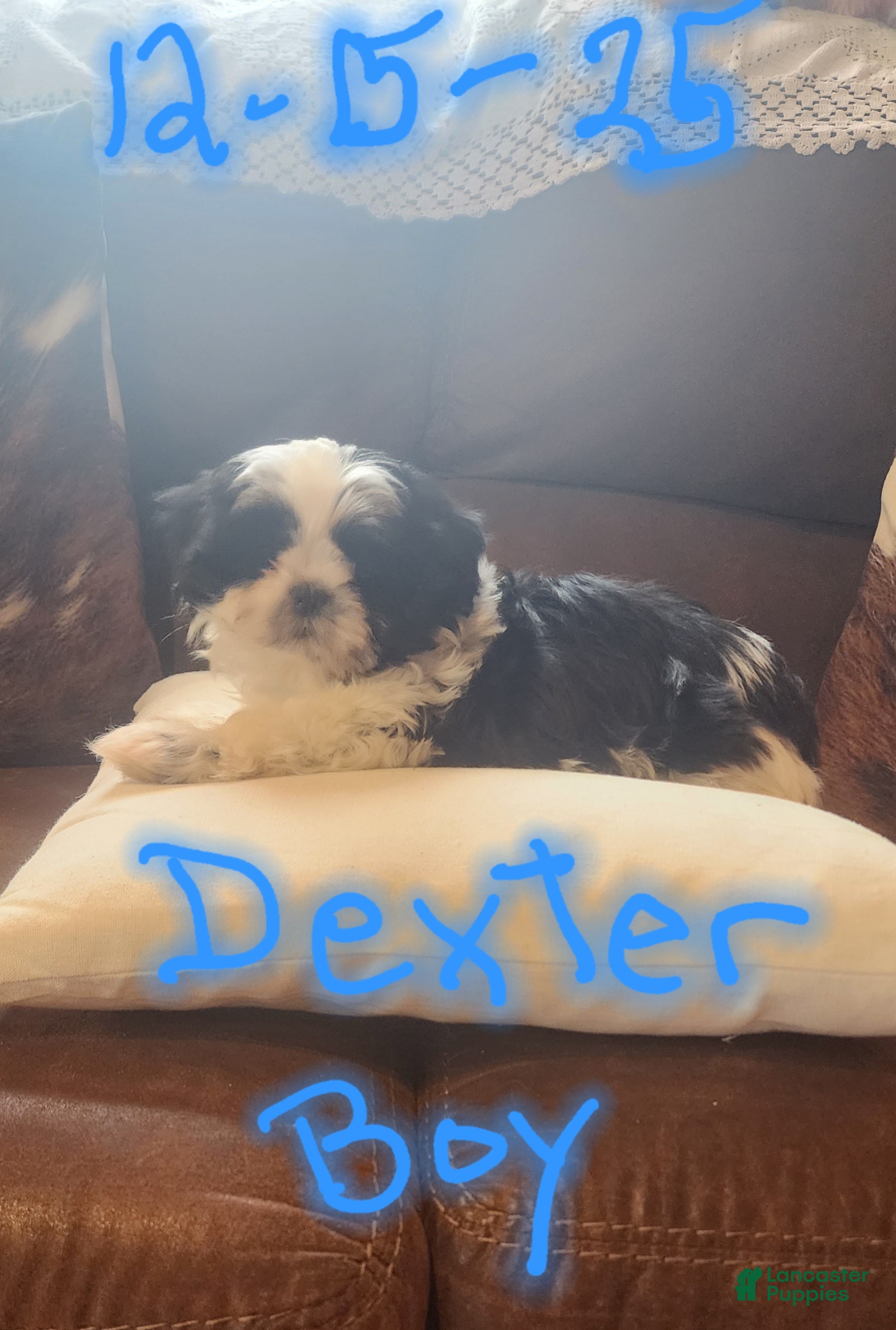 Shih Tzu dogs Shih Tzu Puppy 2 - Ad 1