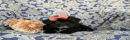 Yorkiepoo dogs for sale: Hana 6 lbs Full Grown - Ad 6