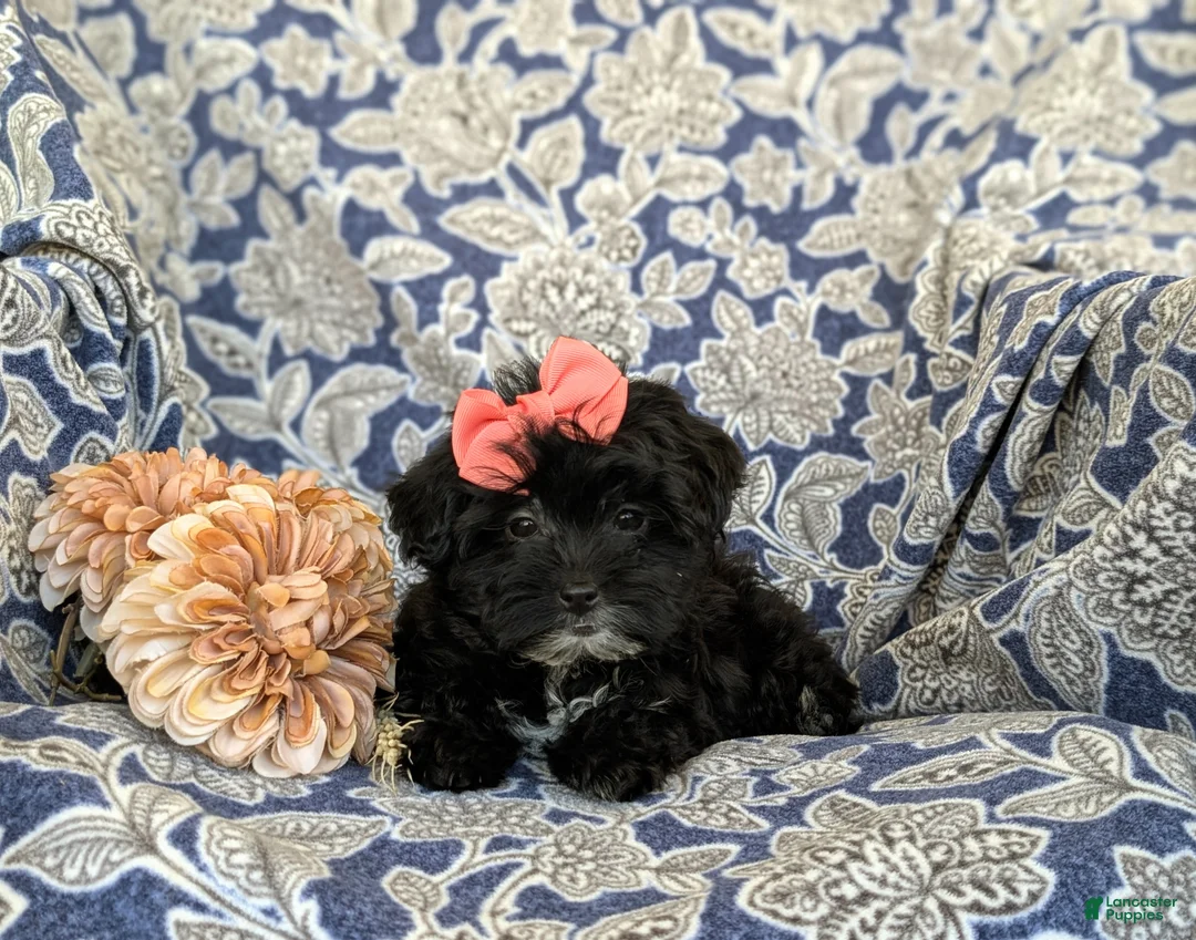 Yorkiepoo dogs for sale: Hana 6 lbs Full Grown - Ad 6