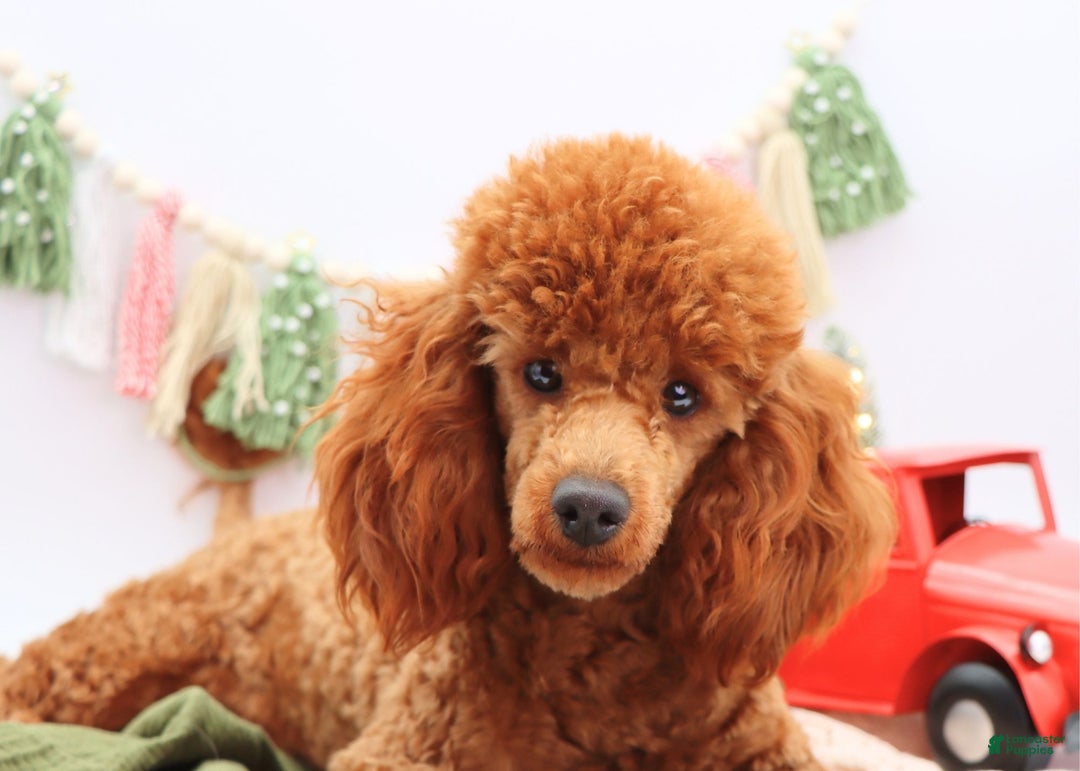 Miniature Poodle dogs for sale: Marshall - Ad 13
