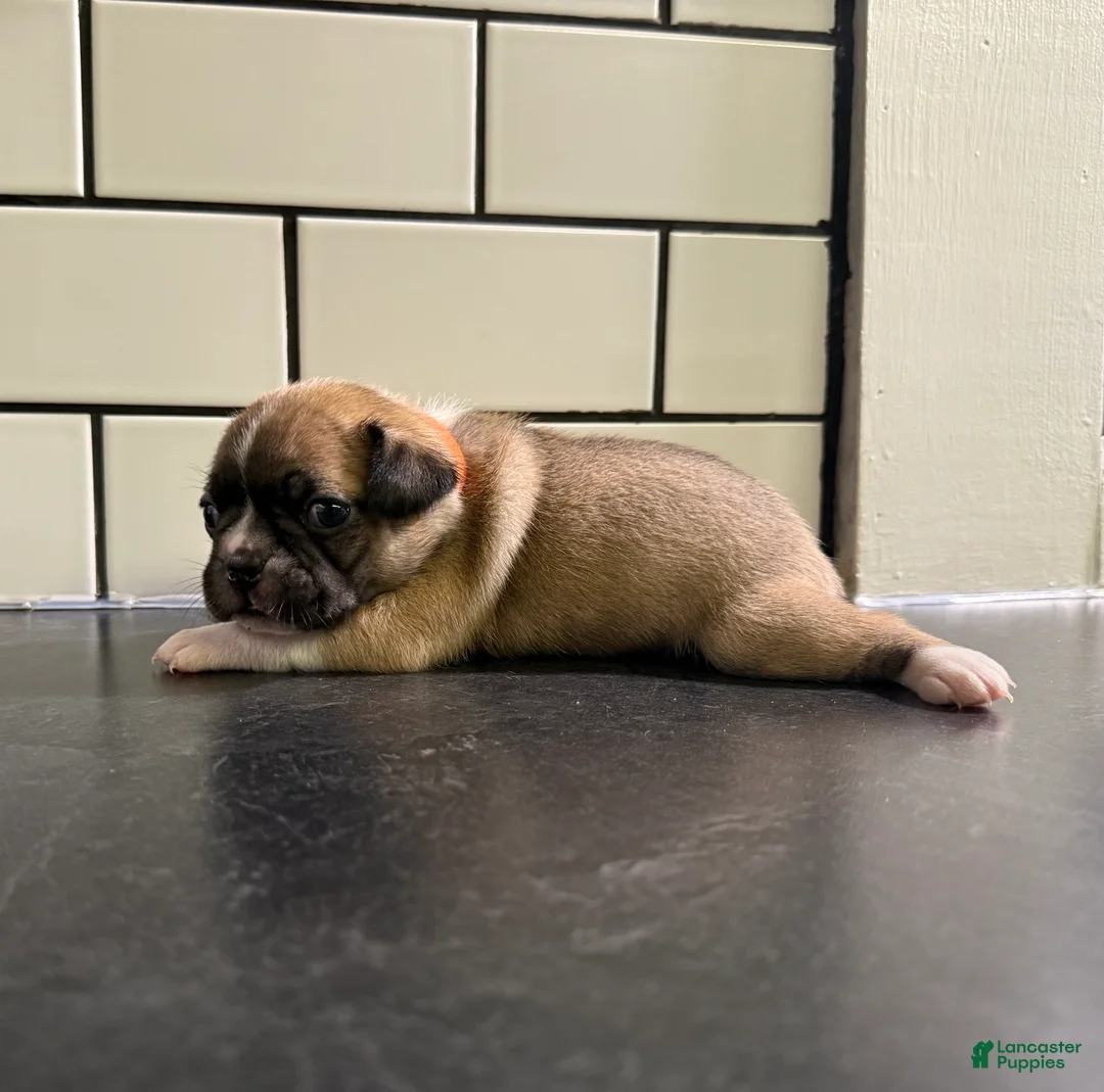 Frenchton dogs for sale: Frenchton Puppy 2 - Ad 2