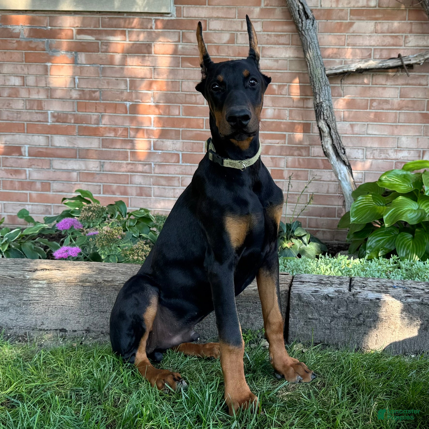 Doberman Pinscher dogs Zorro - Ad 1