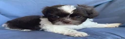 Shih Tzu dogs for sale: Muffin - Ad 7