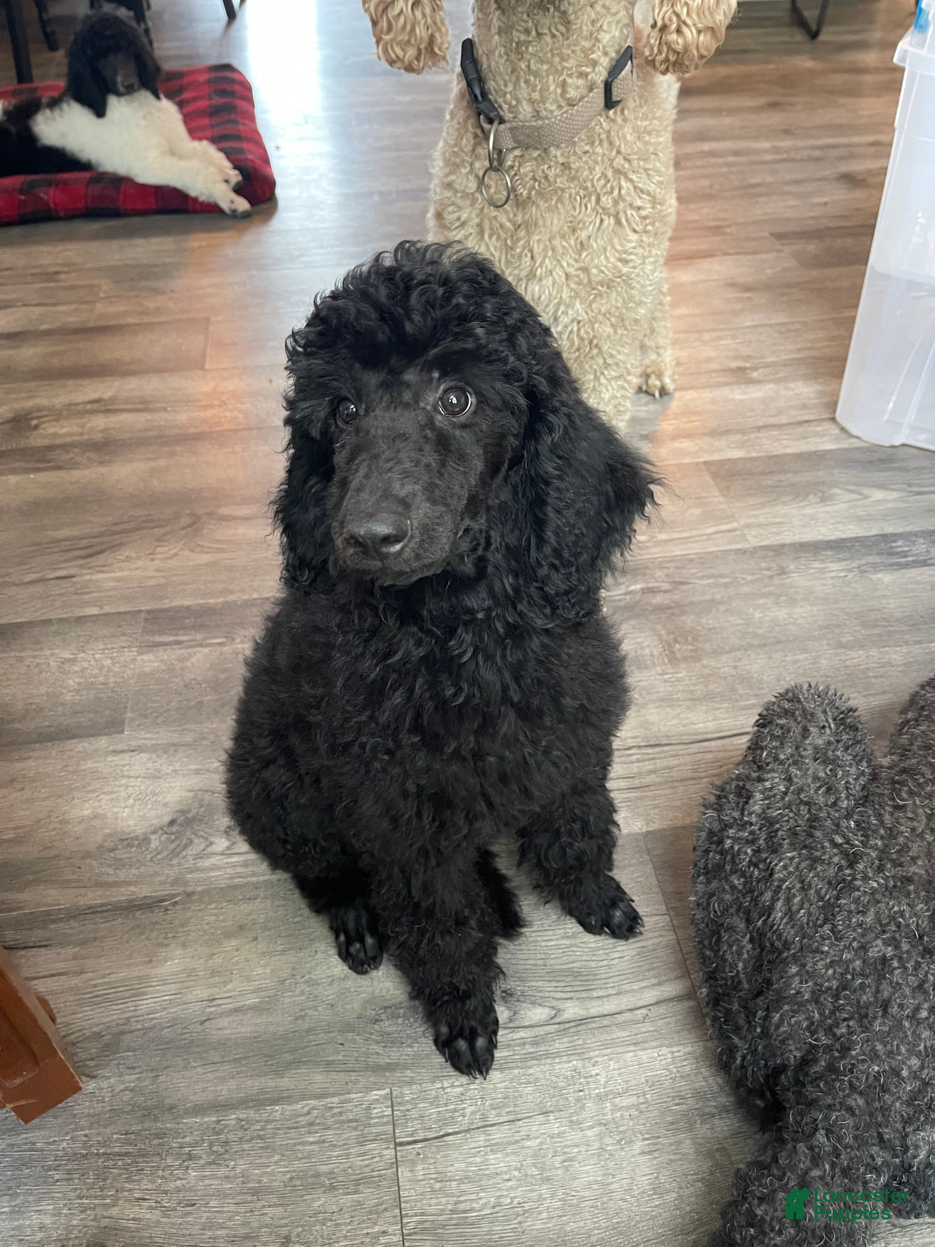 Standard Poodle dogs Standard Poodle 2 - Ad 19