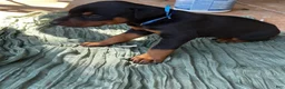 Doberman Pinscher dogs for sale: Doberman Pinscher Puppy 4 - Ad 2
