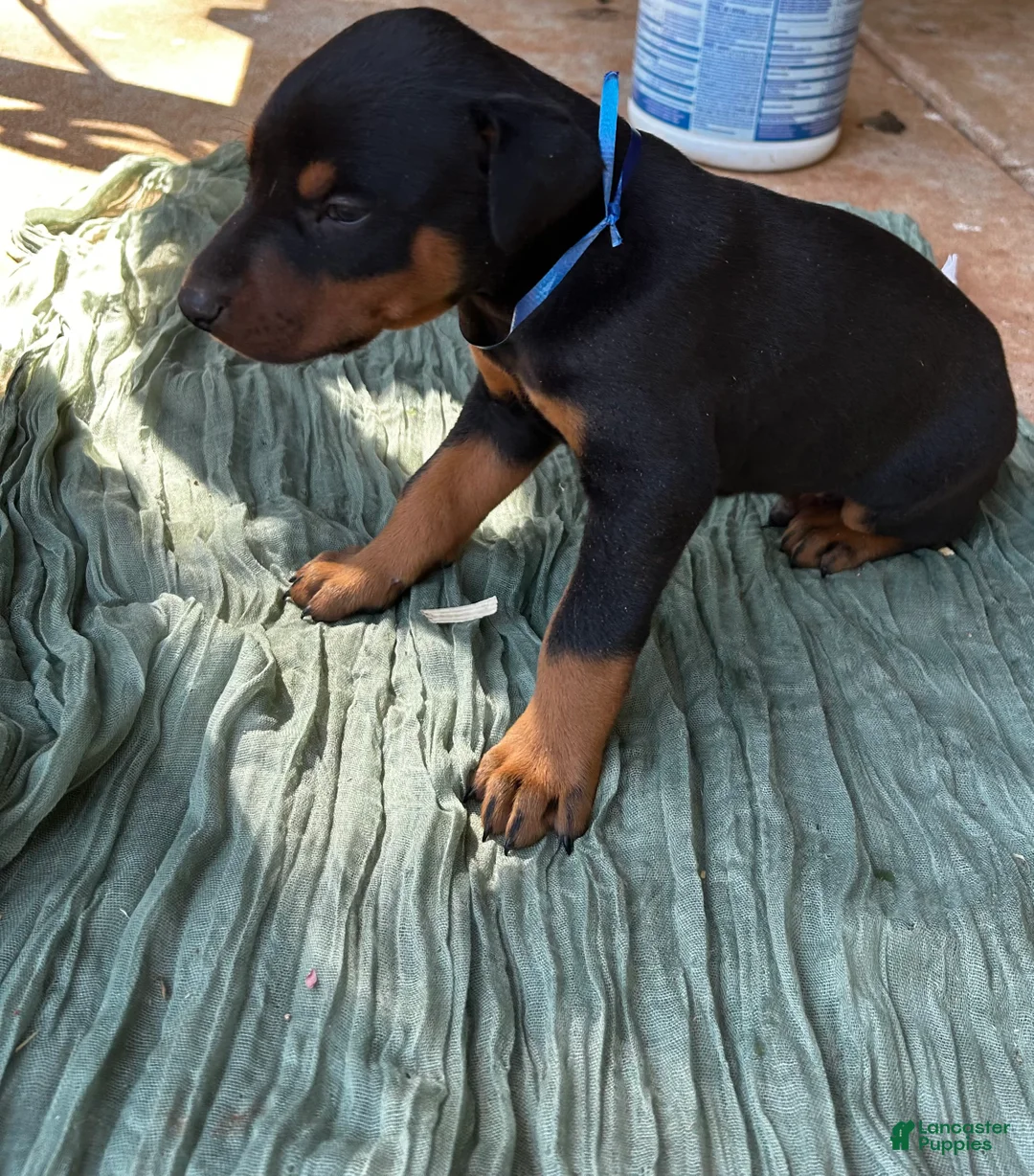 Doberman Pinscher dogs for sale: Doberman Pinscher Puppy 4 - Ad 2